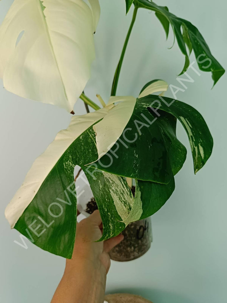 Monstera variegata albo