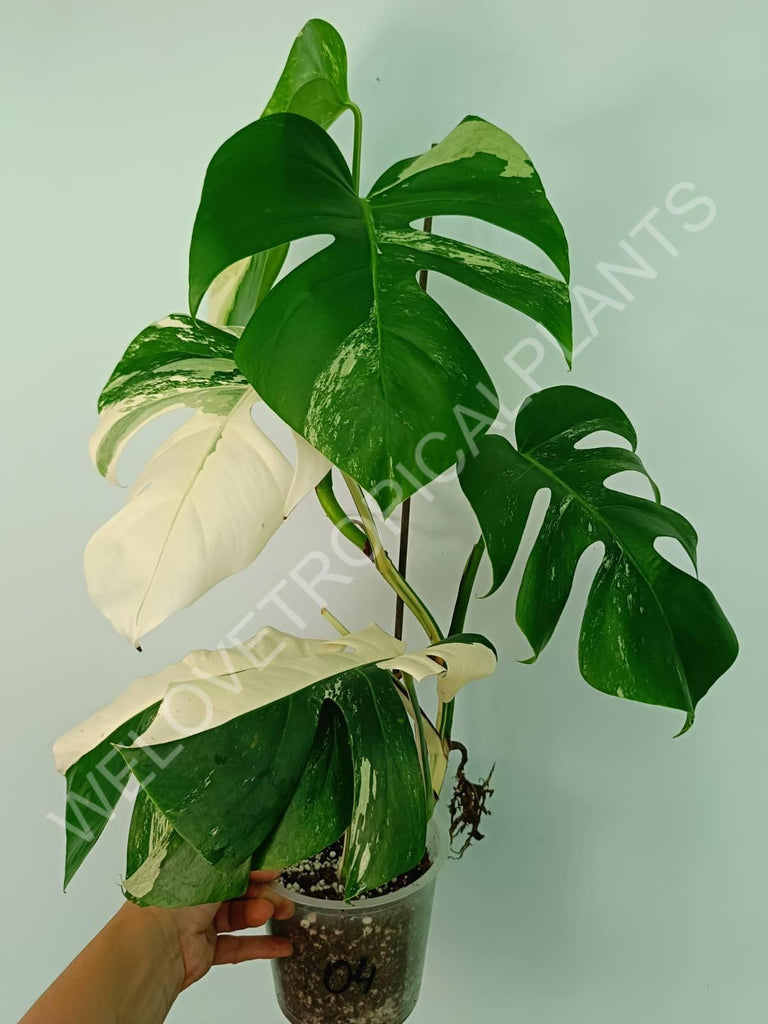 Monstera variegata albo