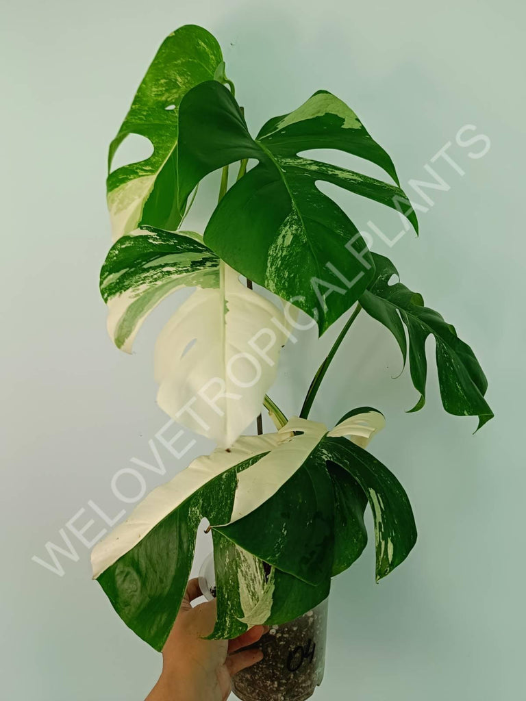 Monstera variegata albo