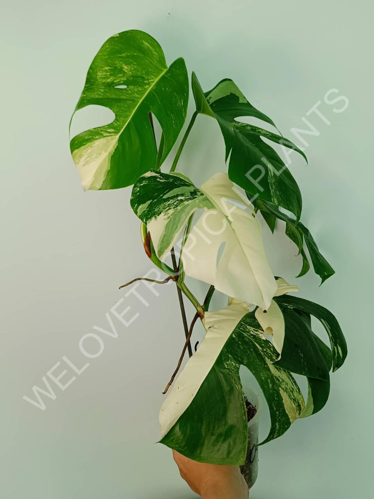 Monstera variegata albo