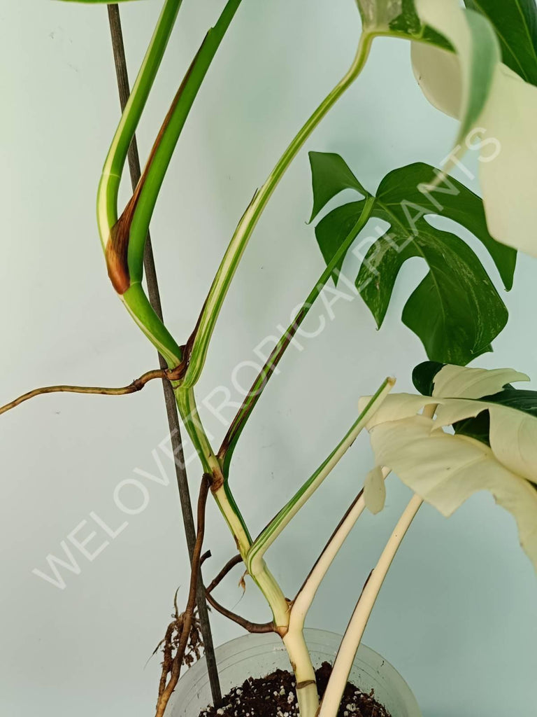 Monstera variegata albo