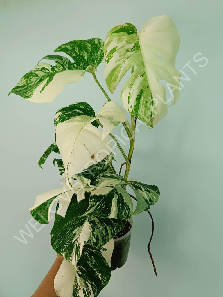 Monstera variegata albo