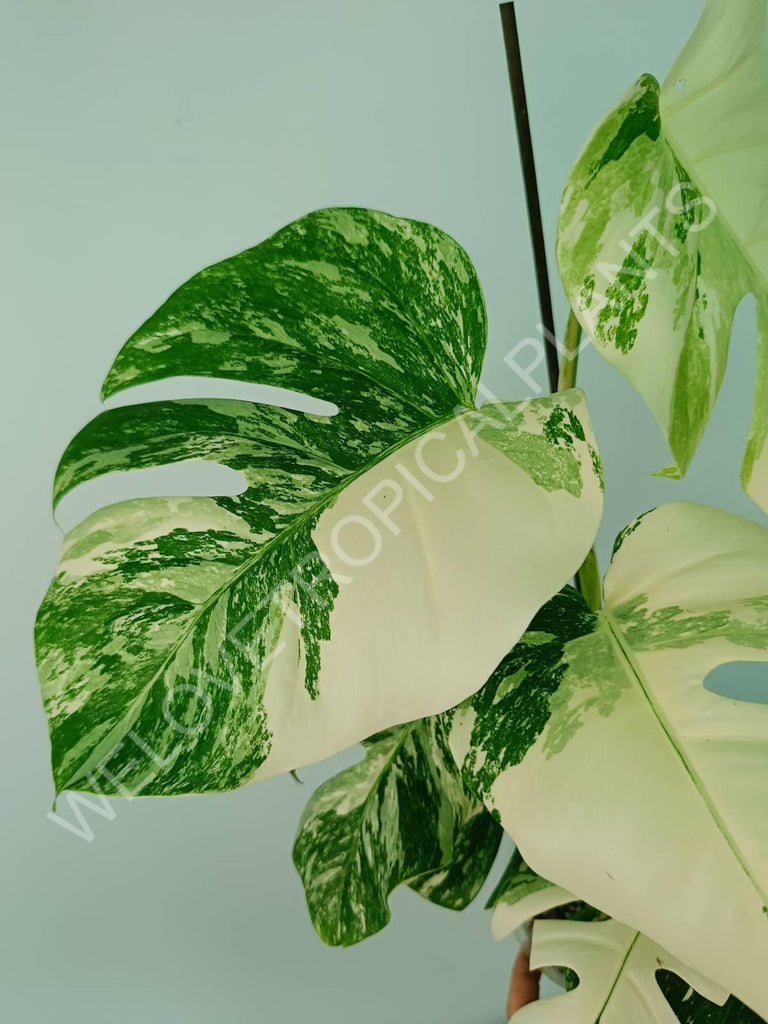 Monstera variegata albo