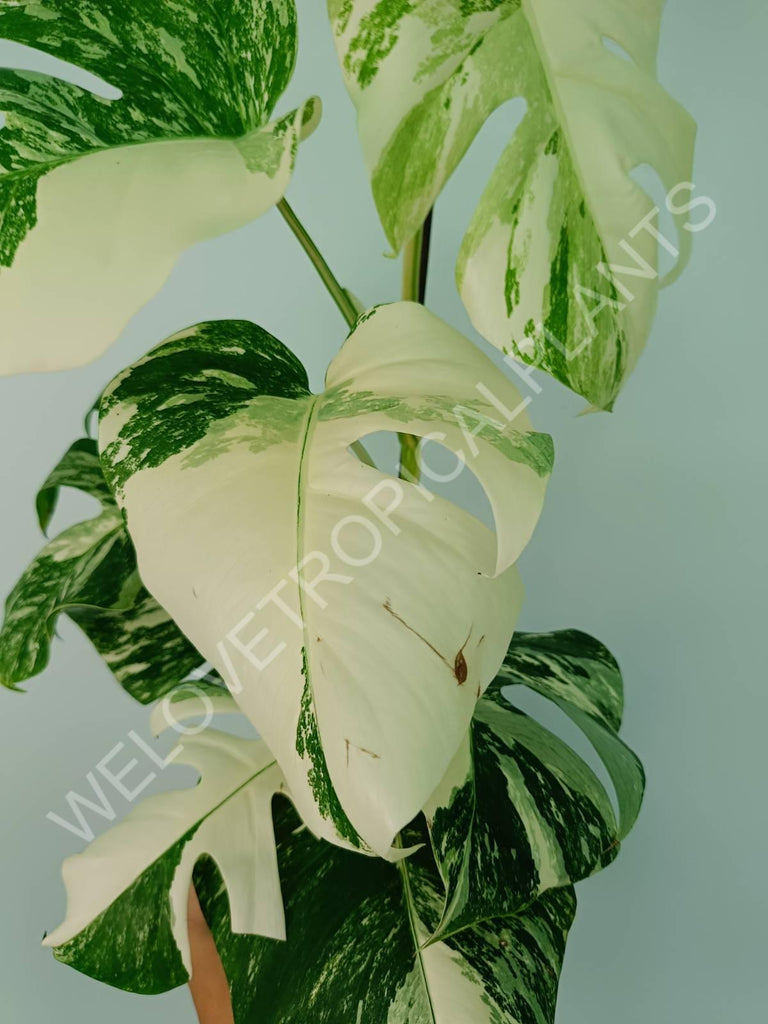 Monstera variegata albo