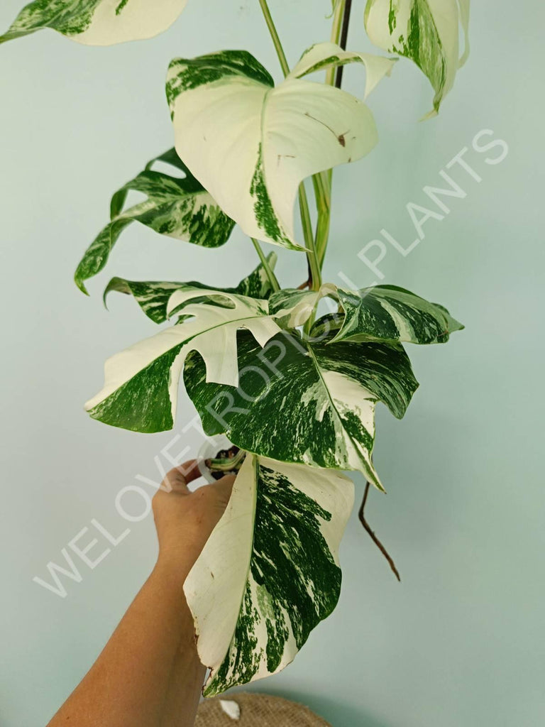 Monstera variegata albo