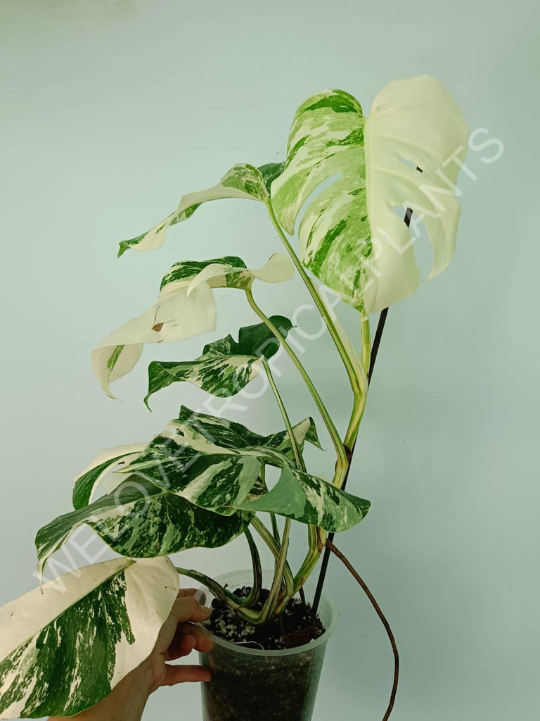 Monstera variegata albo