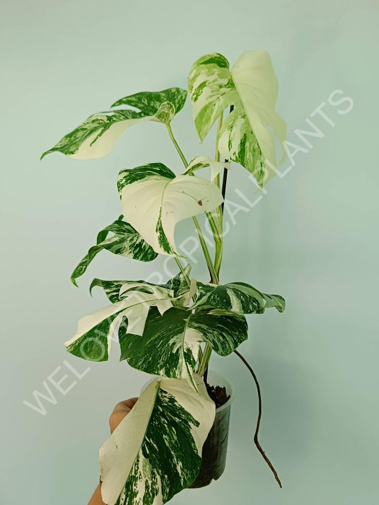 Monstera variegata albo