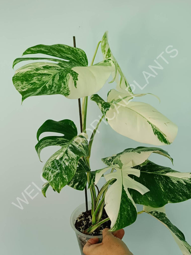 Monstera variegata albo