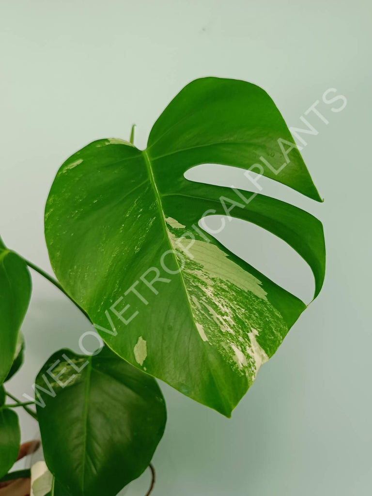 Monstera variegata albo