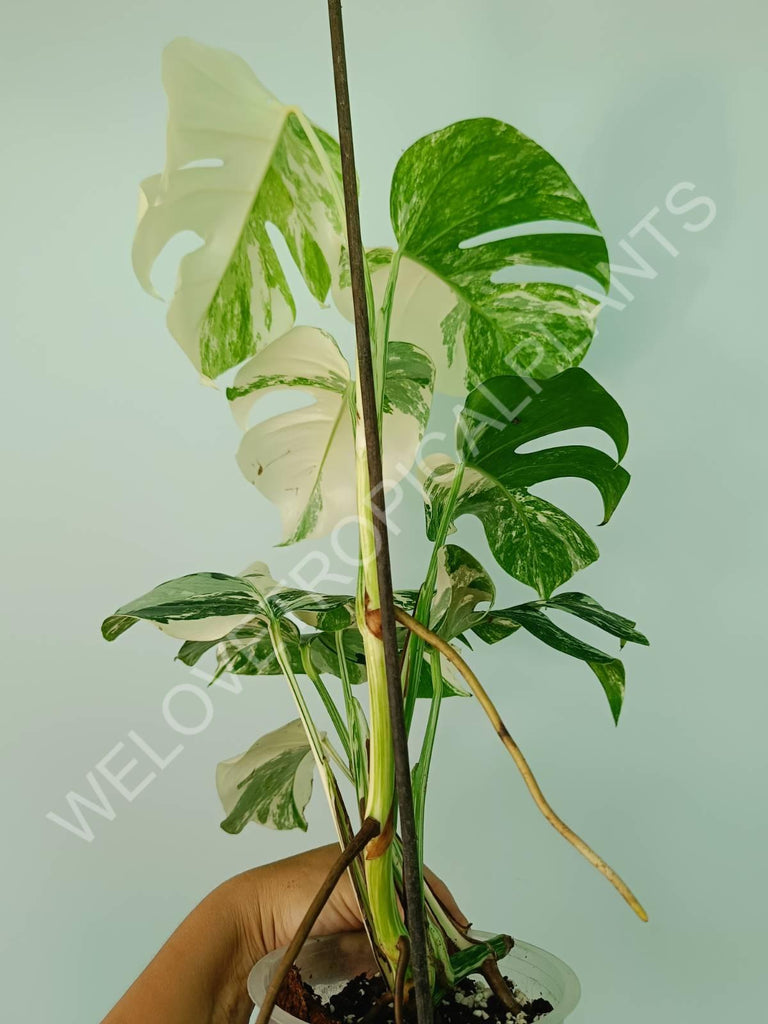 Monstera variegata albo