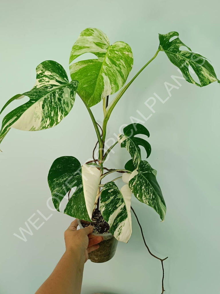 Monstera variegata albo