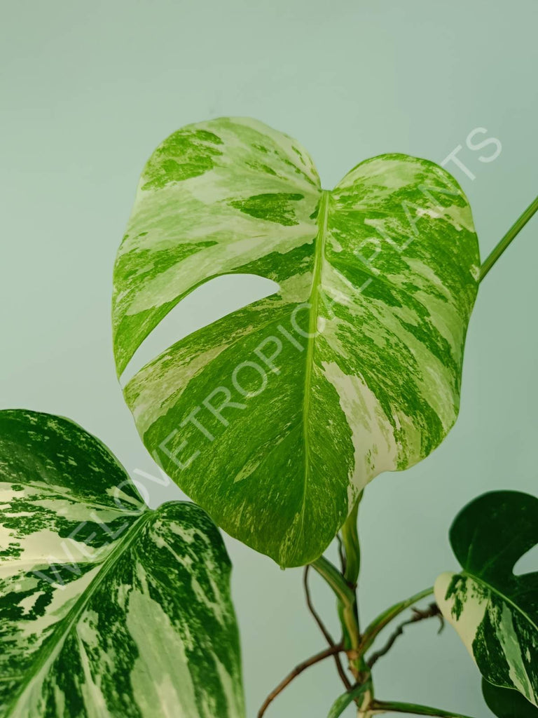 Monstera variegata albo