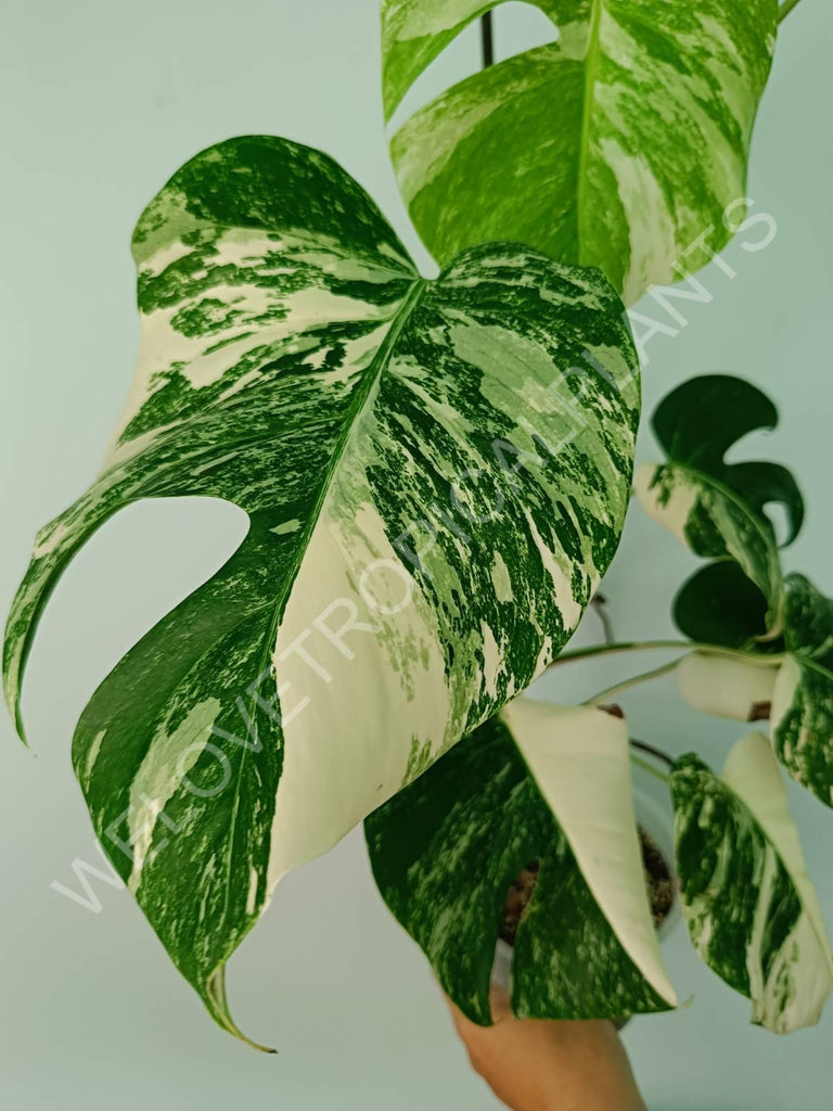 Monstera variegata albo