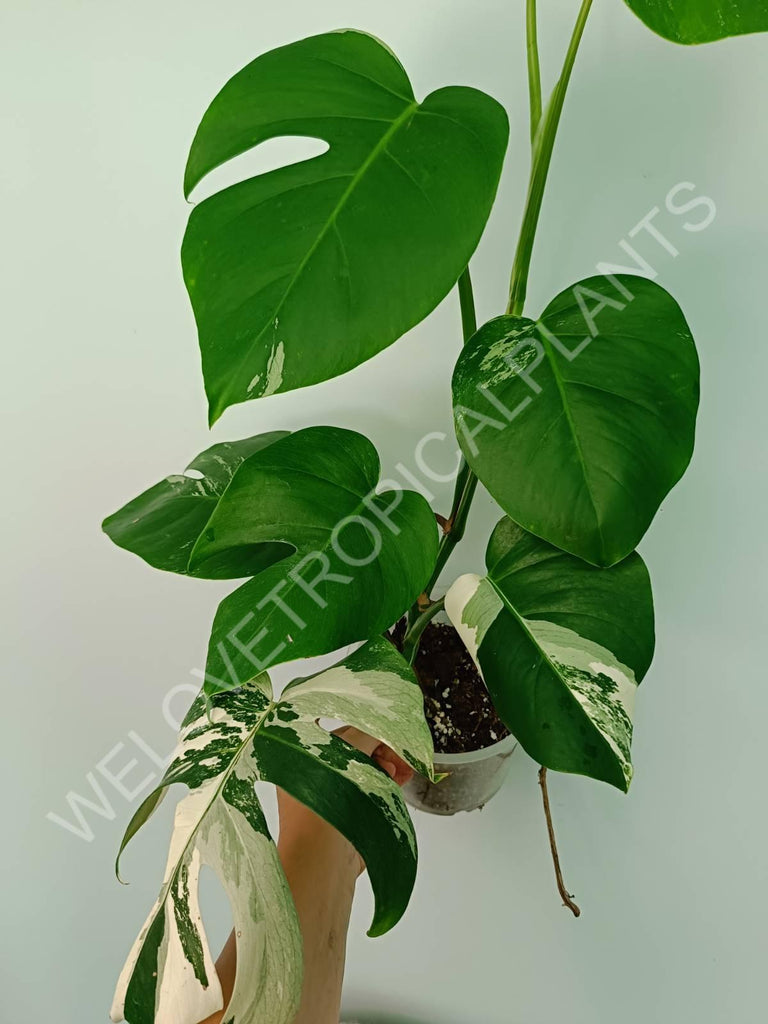 Monstera variegata albo