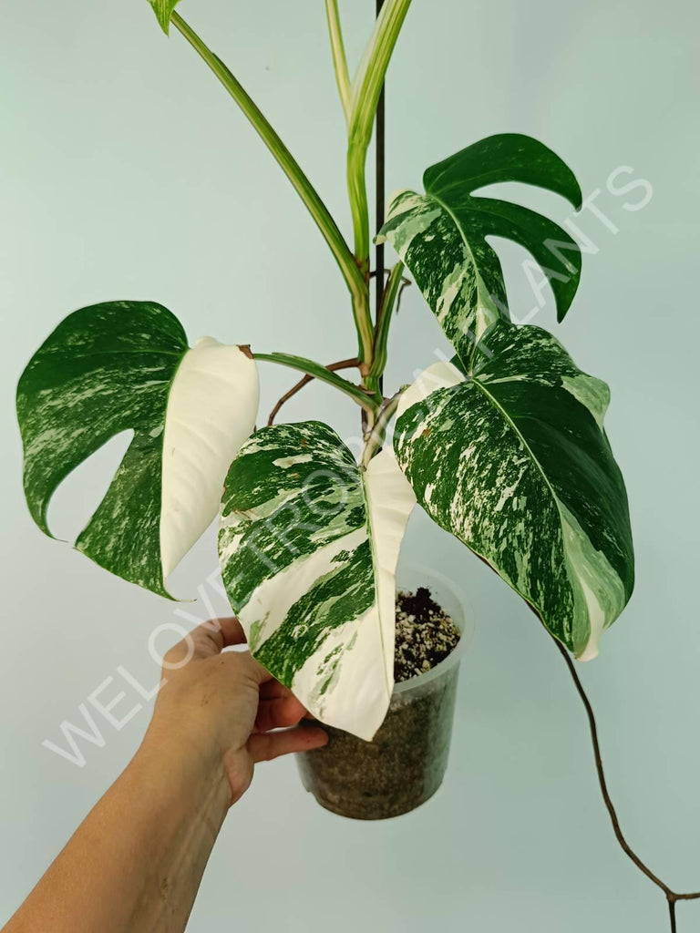 Monstera variegata albo