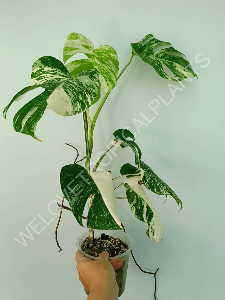 Monstera variegata albo