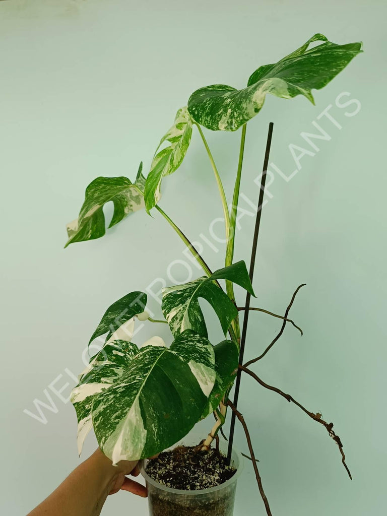 Monstera variegata albo