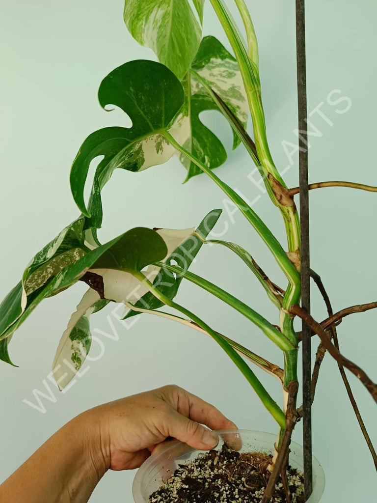 Monstera variegata albo