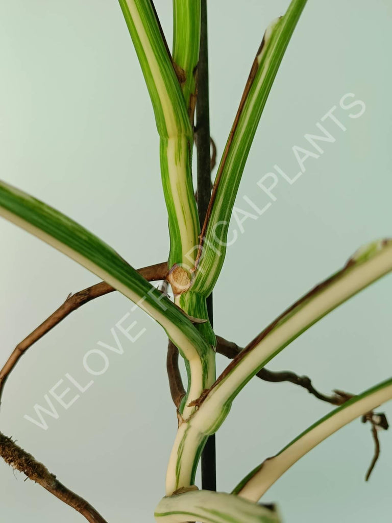 Monstera variegata albo