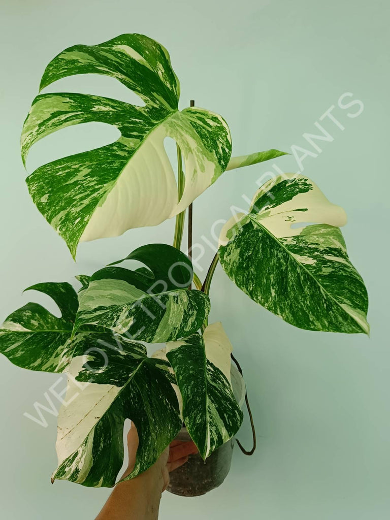 Monstera variegata albo