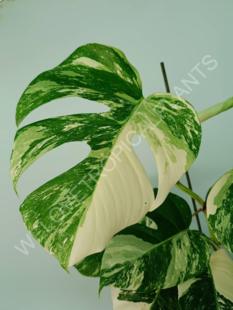 Monstera variegata albo