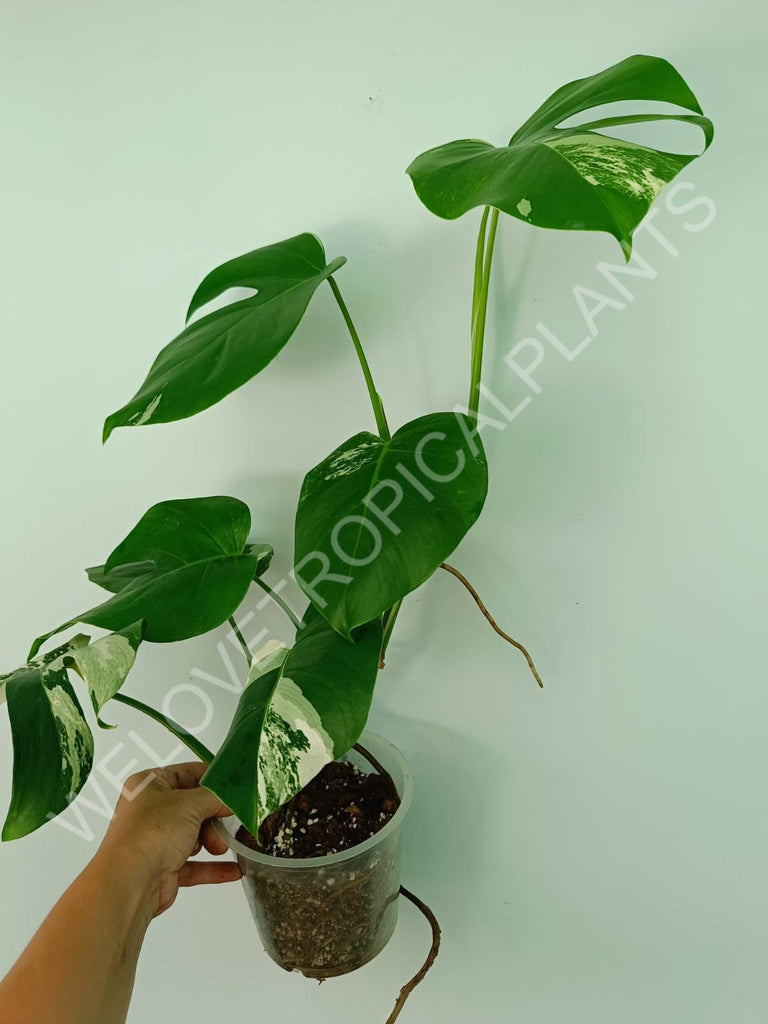 Monstera variegata albo