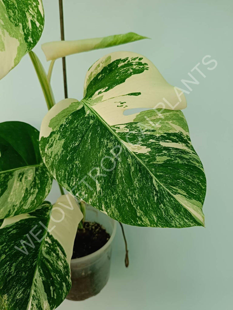 Monstera variegata albo