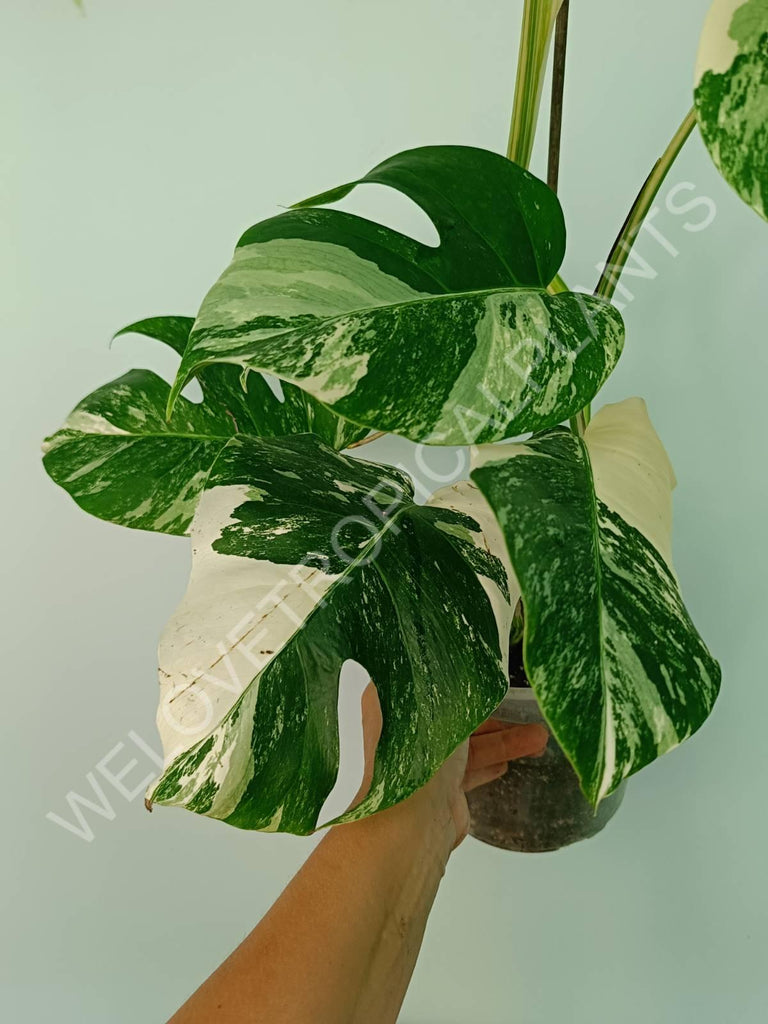 Monstera variegata albo