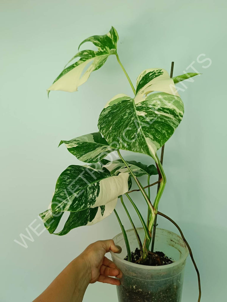 Monstera variegata albo