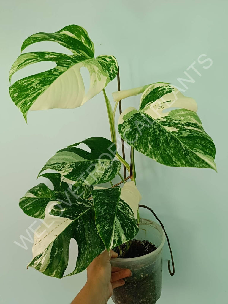 Monstera variegata albo