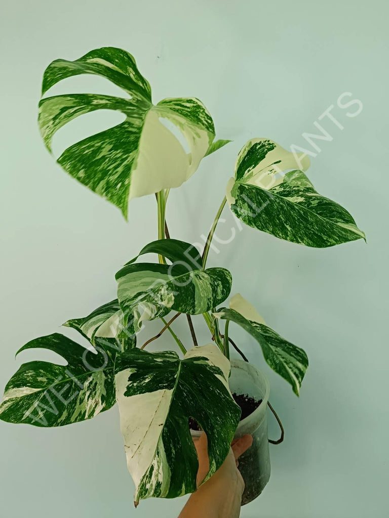 Monstera variegata albo