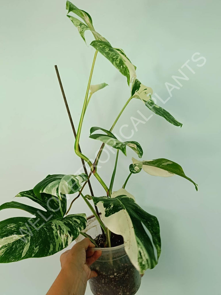 Monstera variegata albo