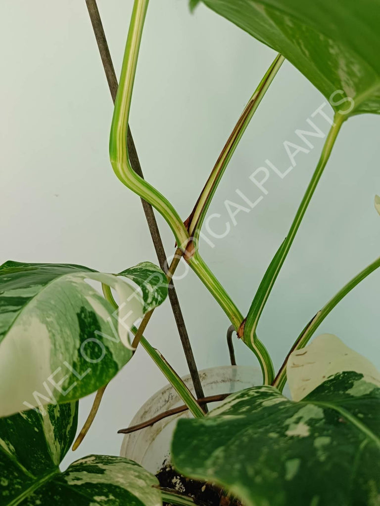 Monstera variegata albo