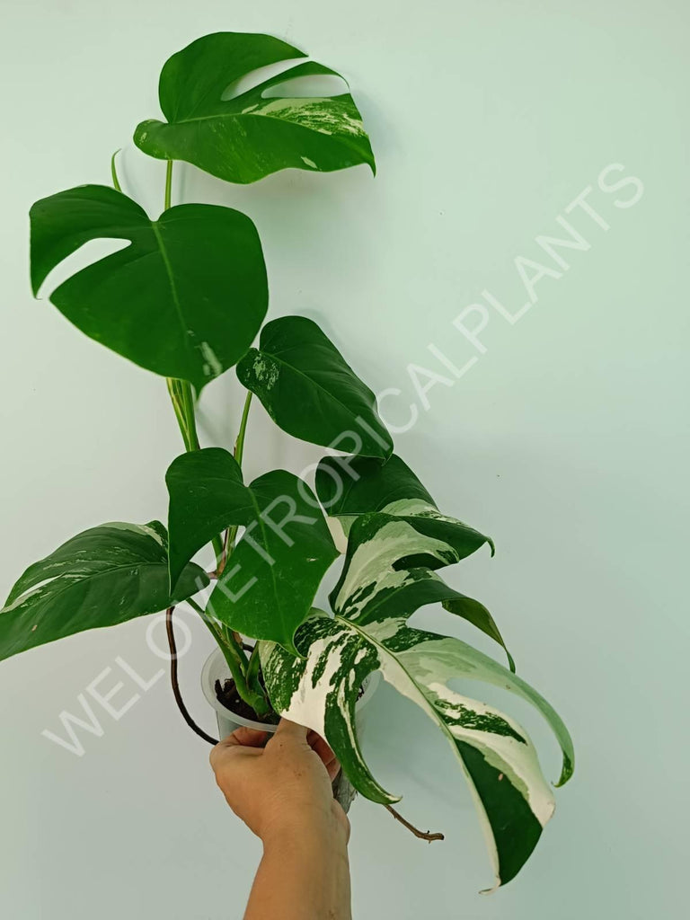 Monstera variegata albo