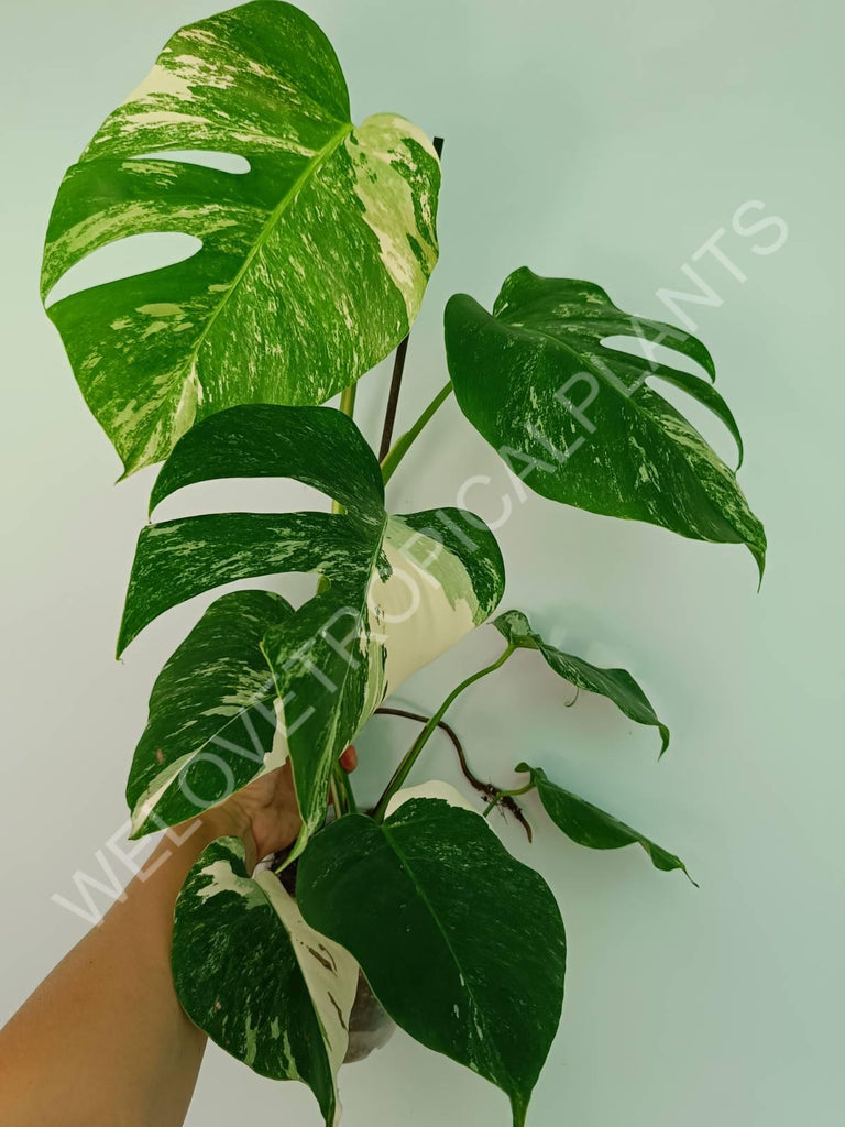 Monstera variegata albo