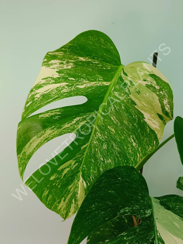 Monstera variegata albo