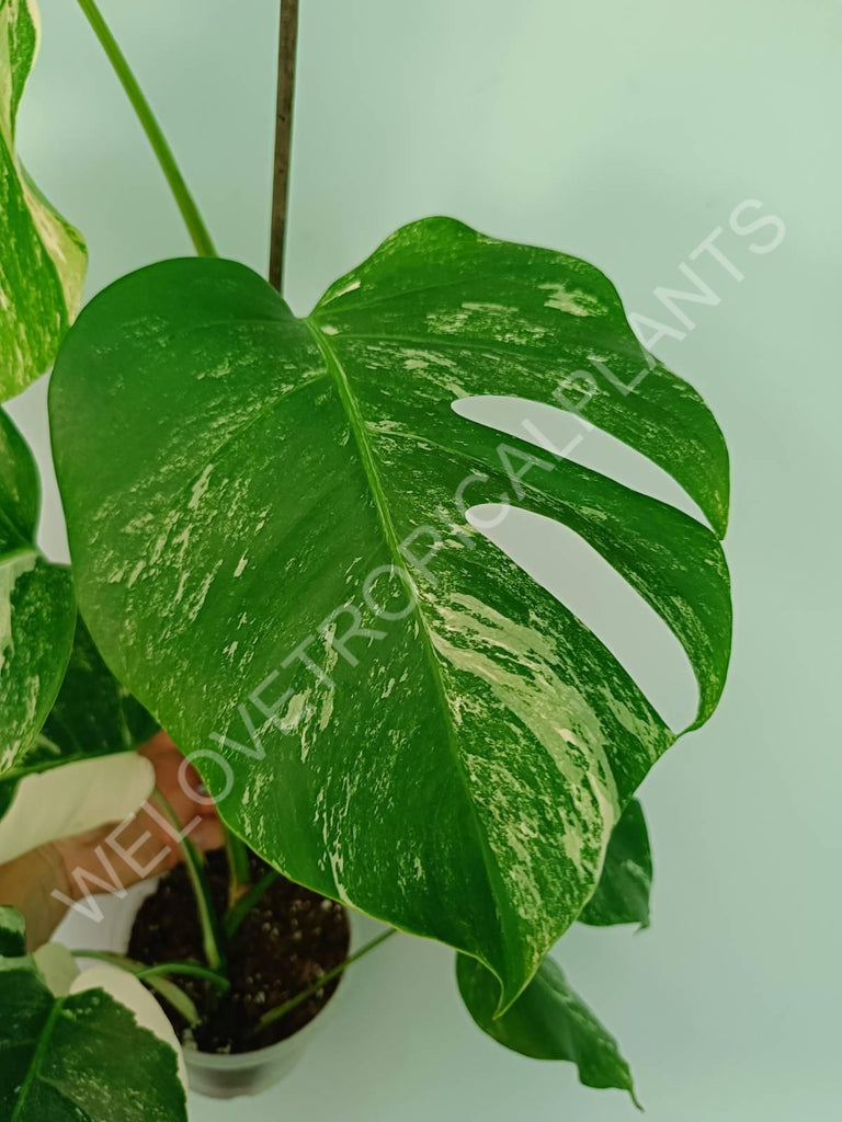 Monstera variegata albo