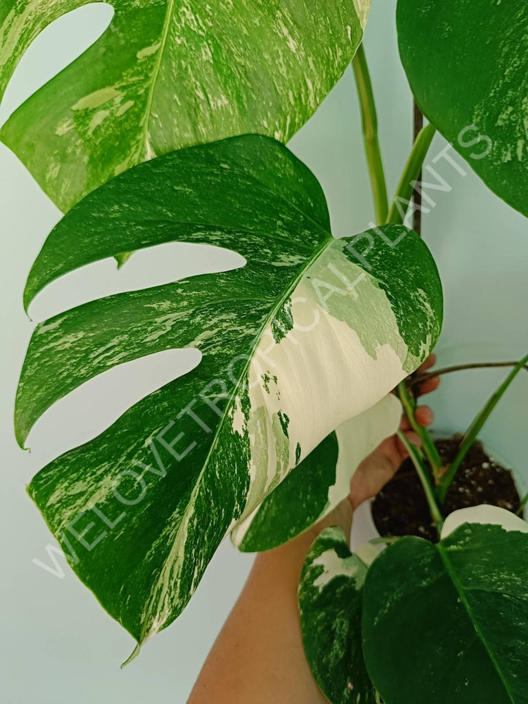 Monstera variegata albo