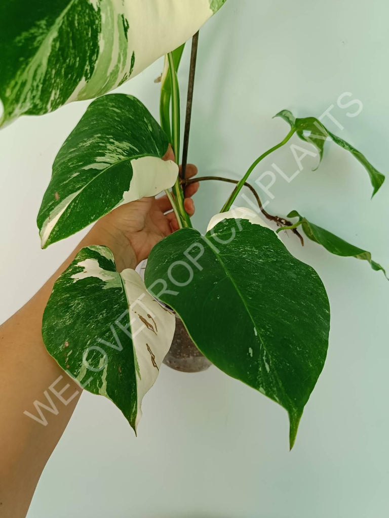 Monstera variegata albo