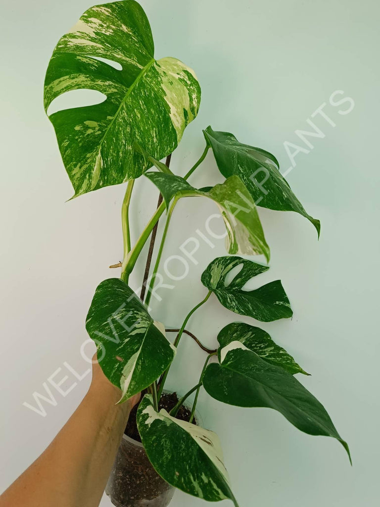 Monstera variegata albo