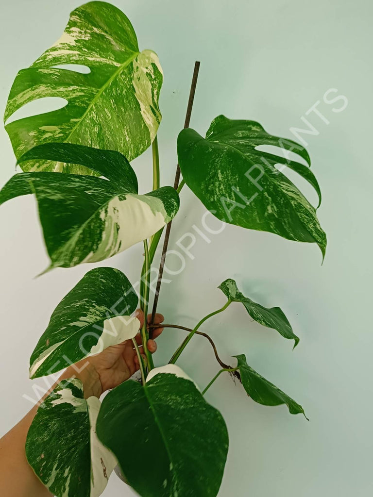 Monstera variegata albo