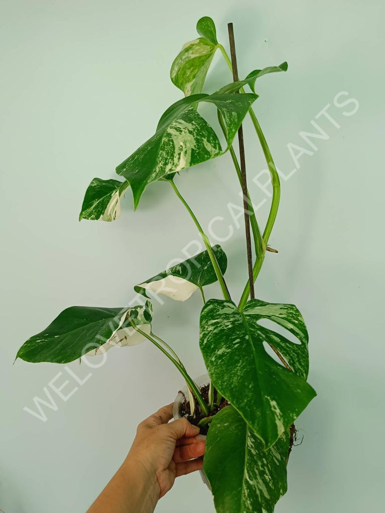 Monstera variegata albo