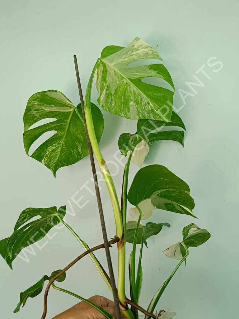 Monstera variegata albo