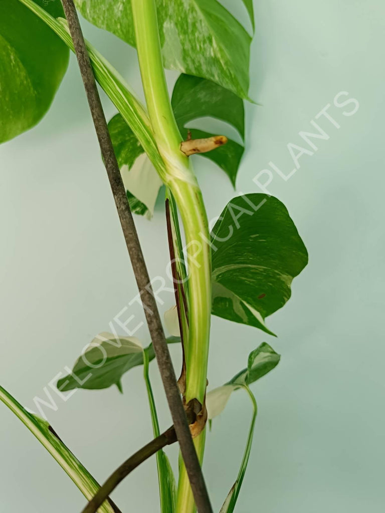 Monstera variegata albo