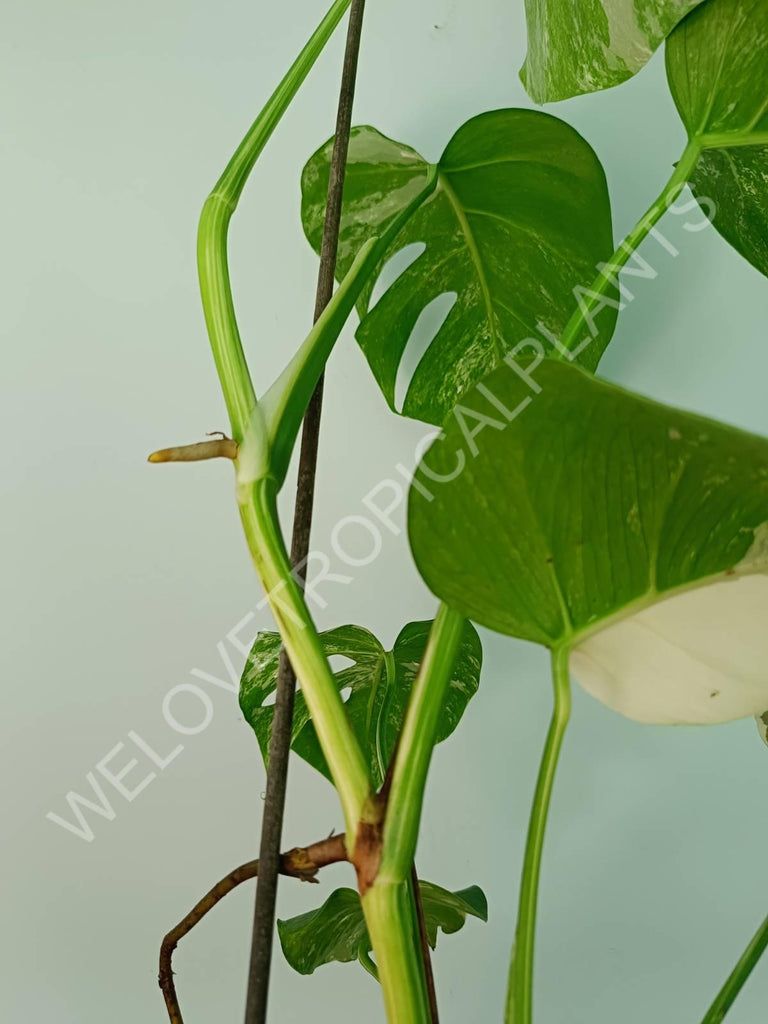 Monstera variegata albo