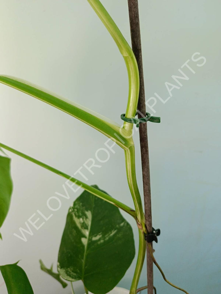 Monstera variegata albo