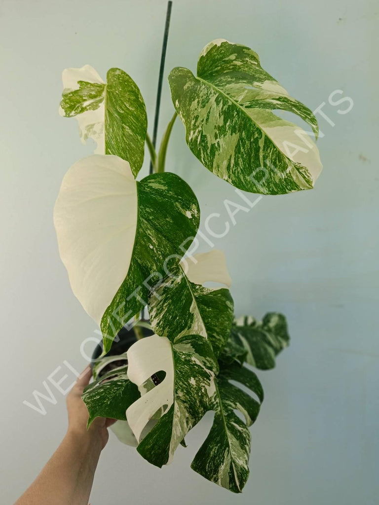 Monstera variegata albo