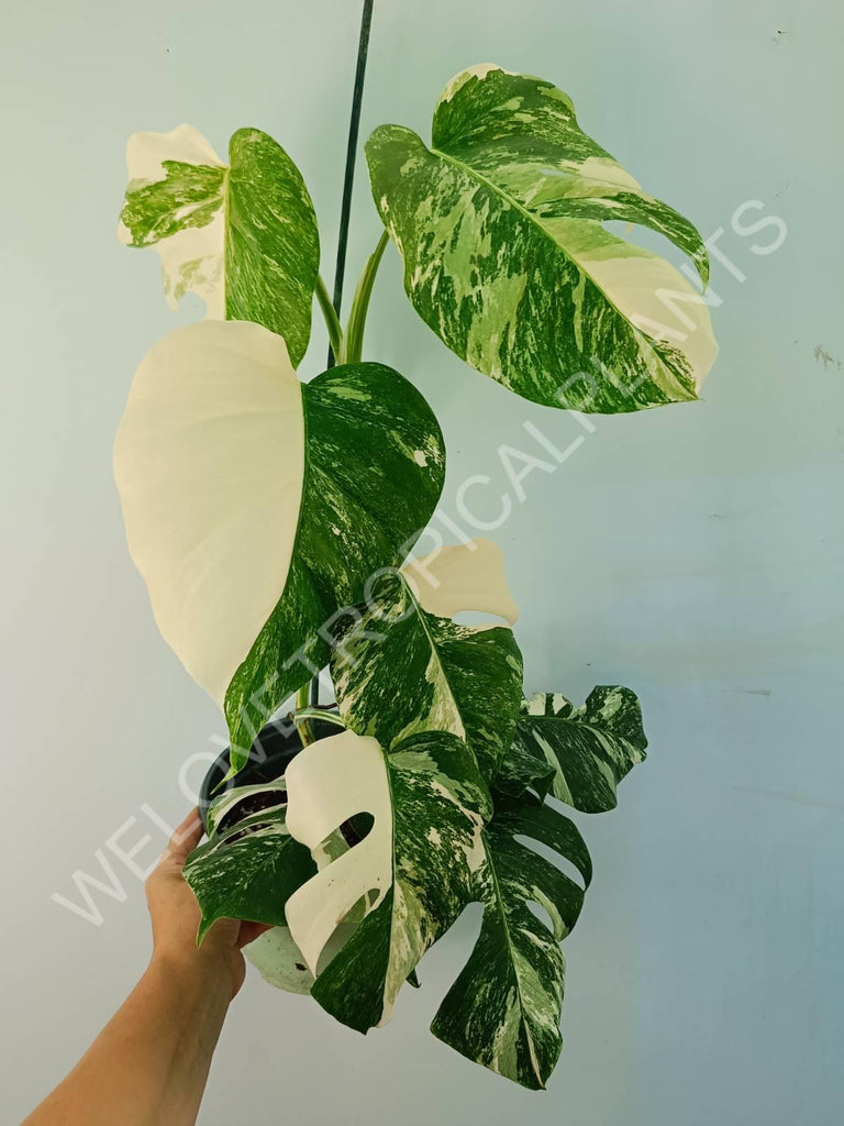 Monstera variegata albo