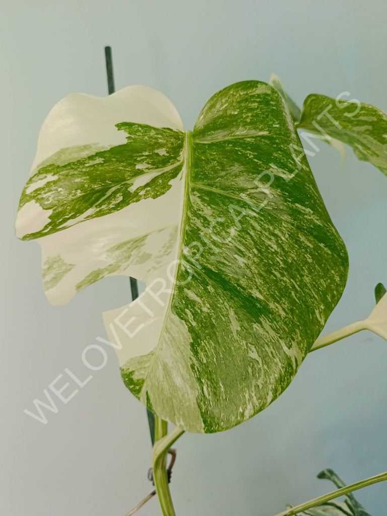 Monstera variegata albo