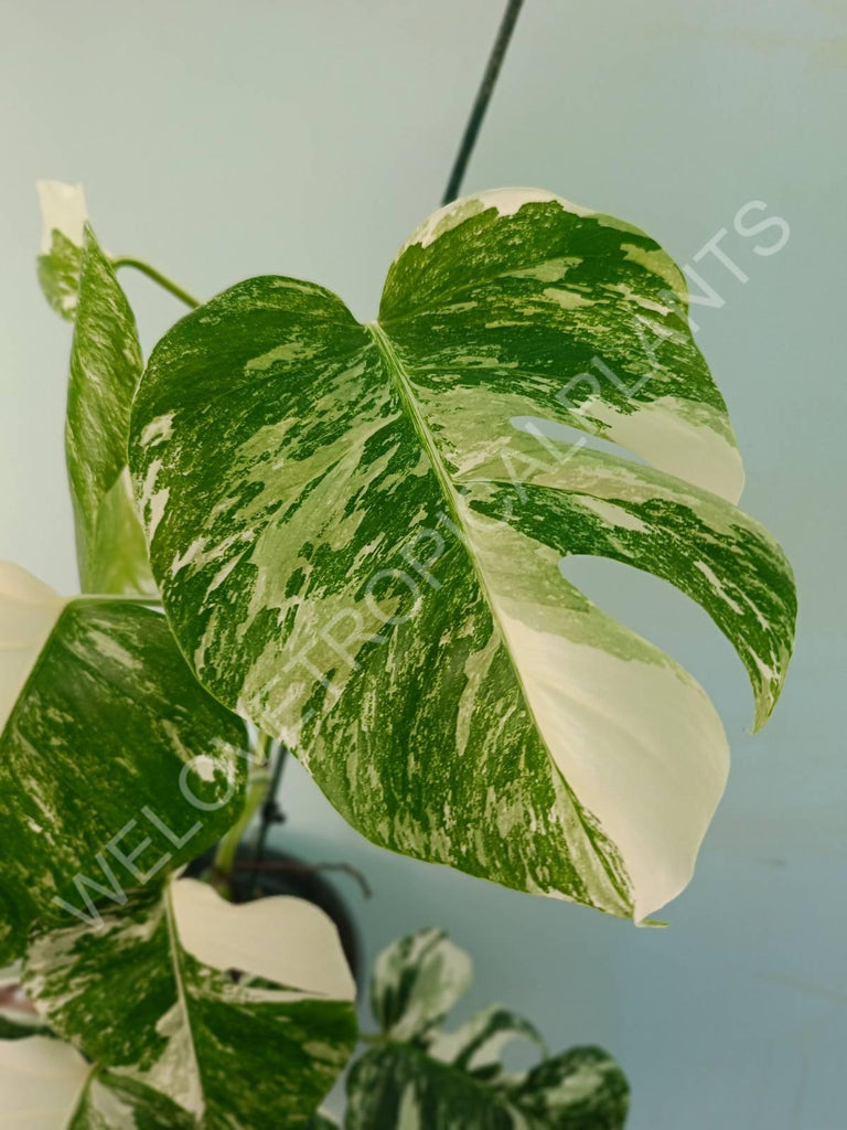 Monstera variegata albo